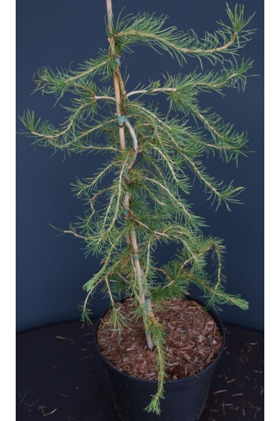 Модрина Хорстманн Рекурвед в контейнері 5 л